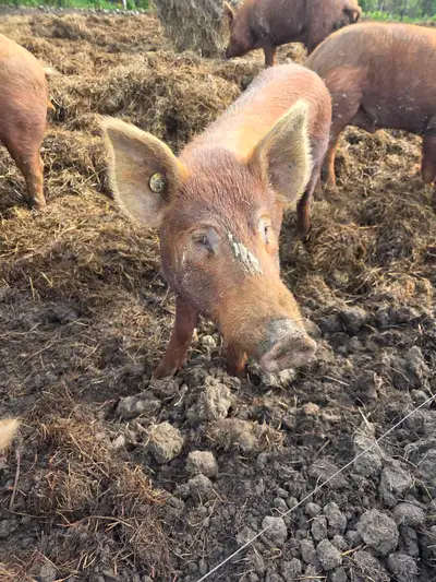 Tamworth pigs, View more