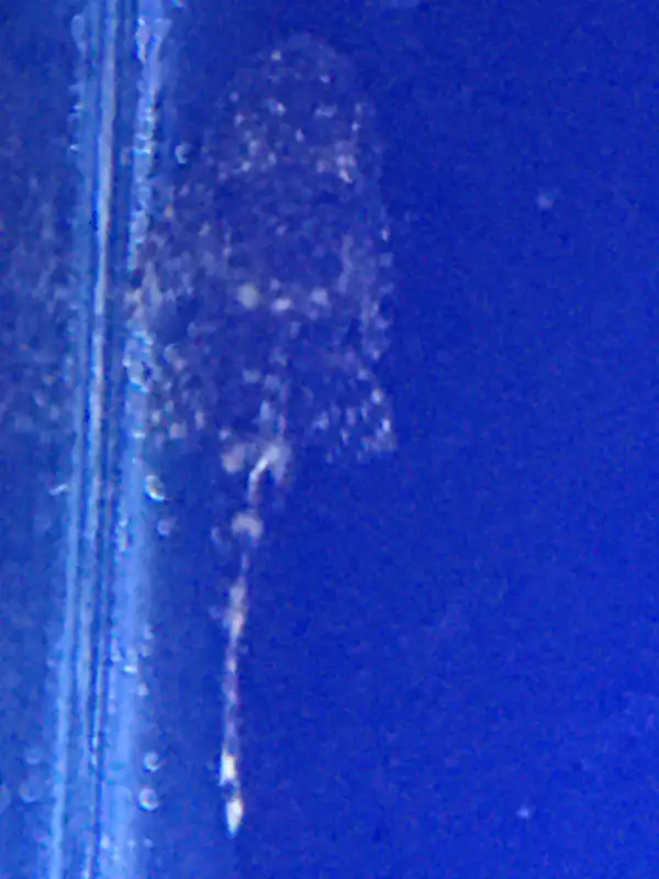 Bristlenose Plecos in Fish for Rehoming in Owen Sound - Image 3