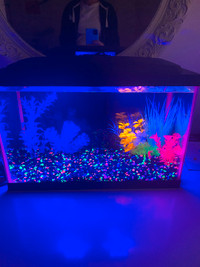 Aqueon NeoGlow LED Aquarium Fish Tank 5.5 Gallon. Used.
