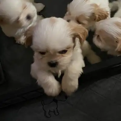 White Shihtzu puppies ready August 10,  2025, View more