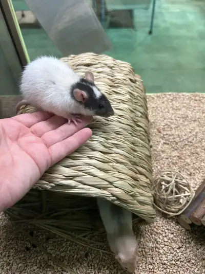 5 beaux bébés rats femelles Husky 12,99$+tx Dumbo 13,99$+tx 2259 boulevard Lemire Drummondville 819-...