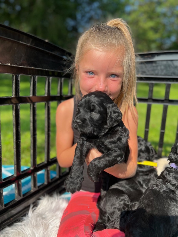 F1B ENGLISH GOLDENDOODLESFLEECE/CURLY COATS Dogs & Puppies for