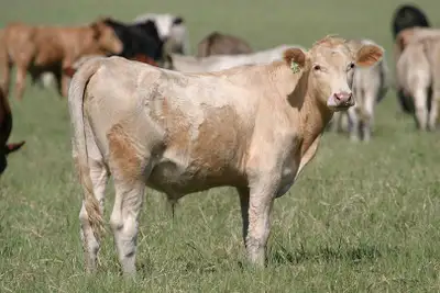 Beef Calves for butcher Cow Bull Steer Heifer Calf