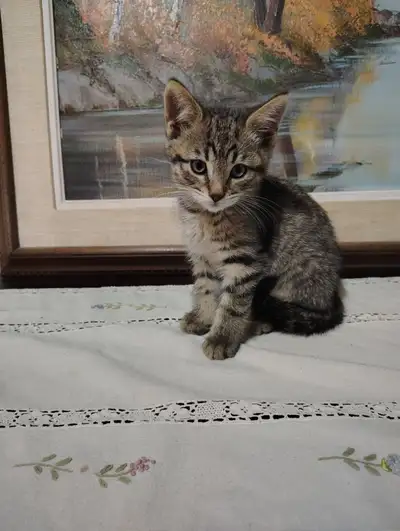 Kitten, View more