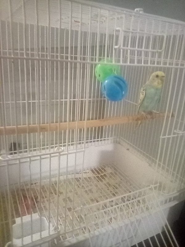 Beautiful fancy Parakeet, cage , accessories and food for sale in Birds for Rehoming in Sudbury - Image 2