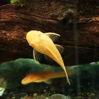 Albino Bushy Nose Pleco, View more