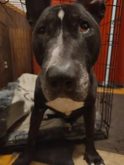 Bull terrier croisé a vendre, View more
