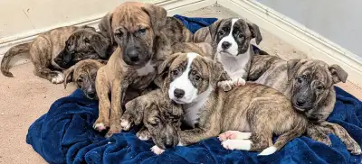 Rare and Unique Mini Stafford Terrier Mixed Puppies These puppies are a smaller sized p!tbu11 terrie...