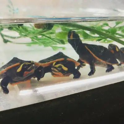 Pink bellied sideneck turtles, View more
