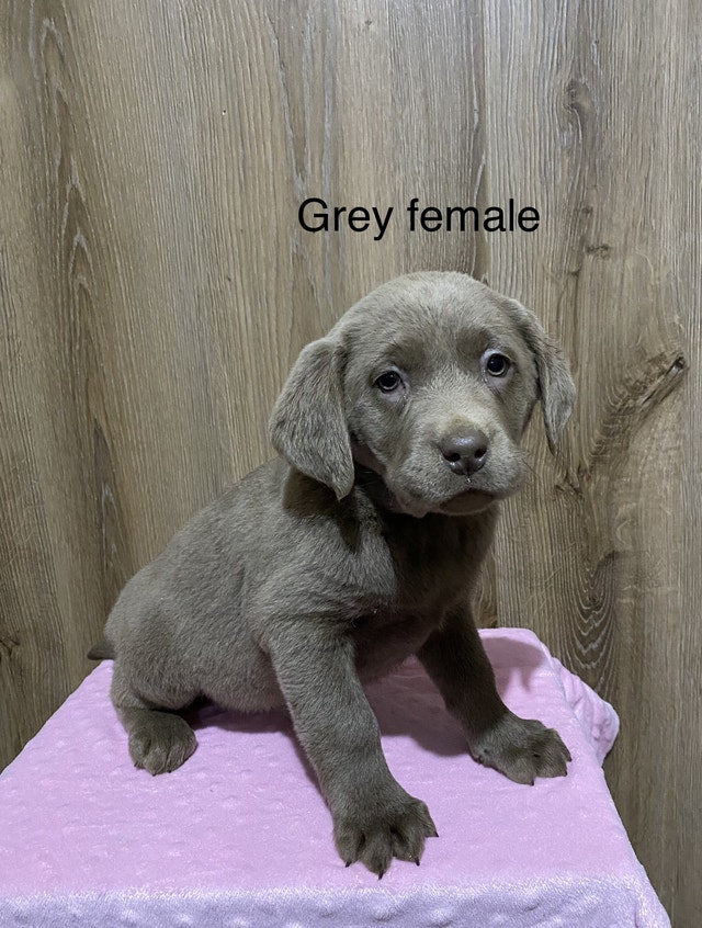 Purebred silver lab puppies. Only 3 left! Ready to go! Dogs & Puppies