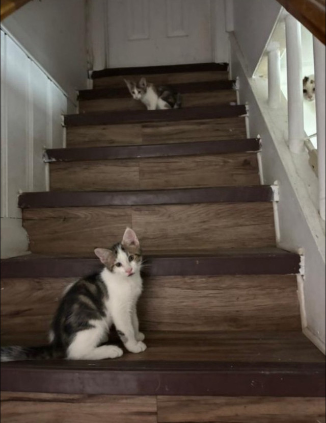chaton mixte Maine coon dans Chats et chatons à adopter  à Laval/Rive Nord - Image 3