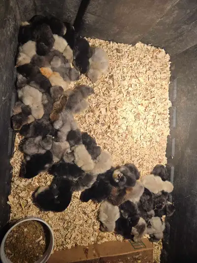 Olive egger chicks, View more