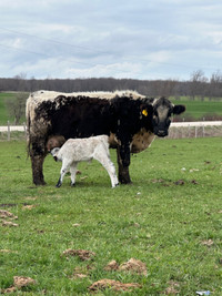 Cow calf pair. 