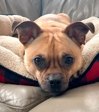 Toby Needs a New Home, View more