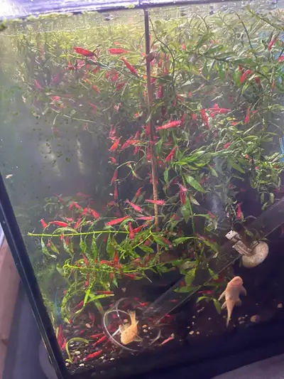 red cherry shrimp , View more
