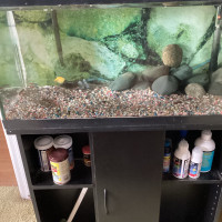 10 gallon aquarium