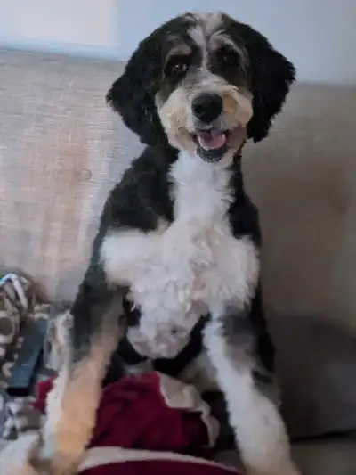 Bernedoodle, View more
