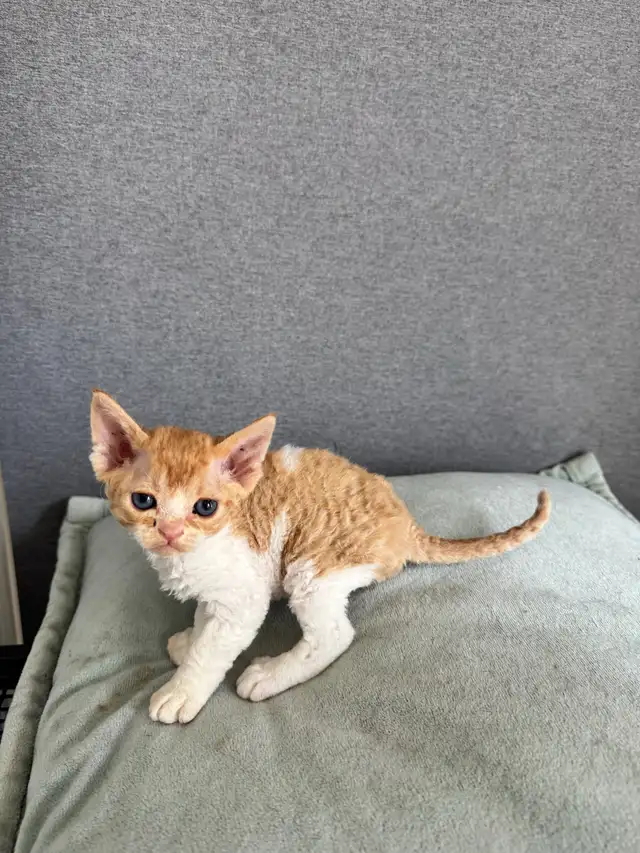 Certified Cattery Devon Rex Kittens For Sale