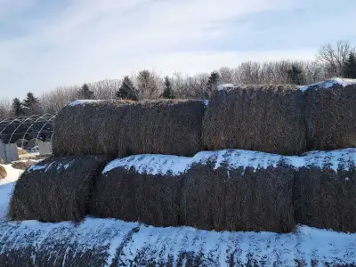 Round Alfalfa and Haybales for sale. 1st and 2nd cut from 2025.