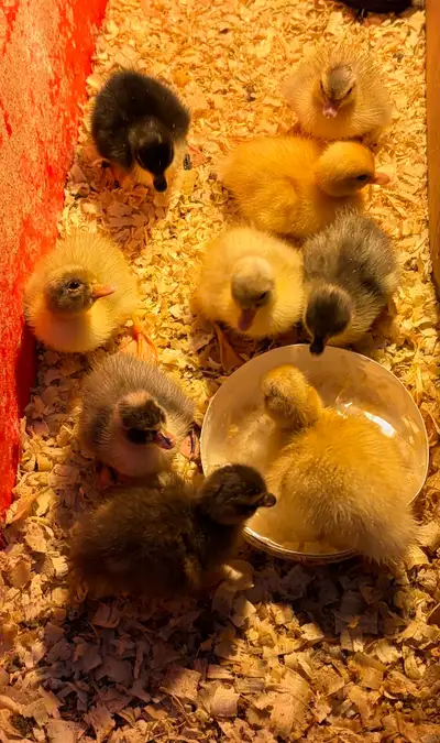 Tiny call ducklings - ready to go. Lots of different colours. They make great pets, and mature to be...