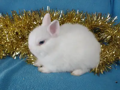 EXTRAORDINARY Baby Netherland dwarf & lionhead rabbits, View more