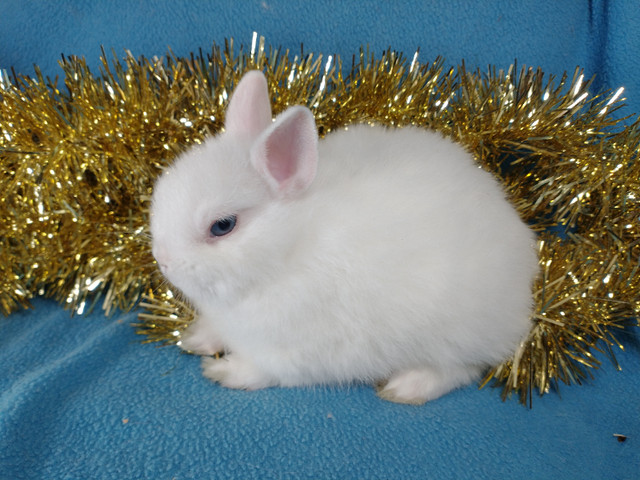 EXTRAORDINARY Baby Netherland dwarf & lionhead rabbits in Small Animals for Rehoming in Ottawa