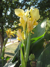 Canna Lily Seed - Yellow flower with green leaves plus others