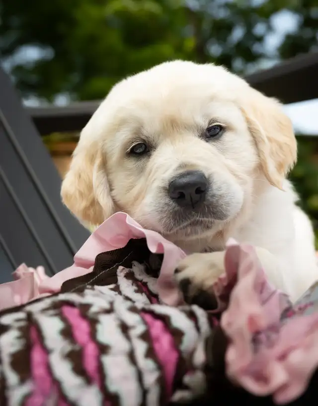Golden Retreiver- British cream male 7 wk old pup ready now!  in Dogs & Puppies for Rehoming in Windsor Region - Image 3