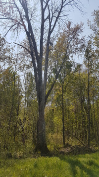 Standing Ash trees