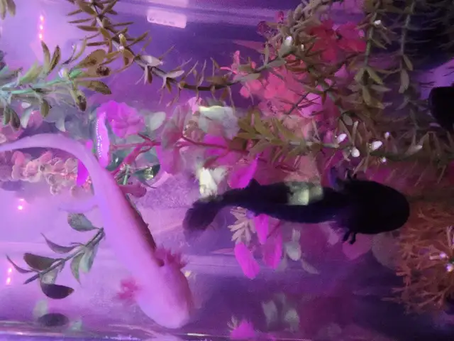 Baby Axolotls  in Reptiles & Amphibians for Rehoming in Oshawa / Durham Region - Image 10