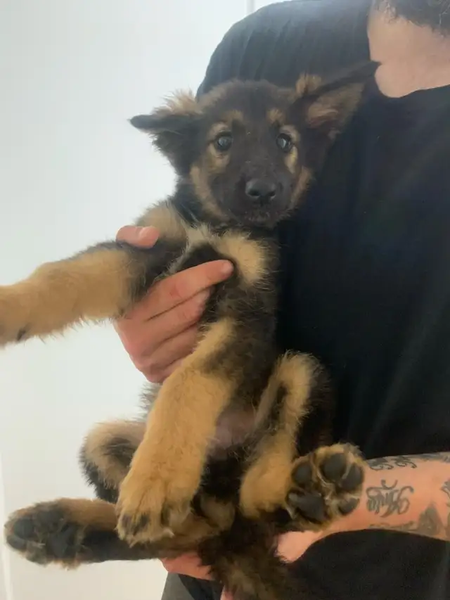 CUTE GERMAN SHEPHERD PUPPIES in Dogs & Puppies for Rehoming in St. Catharines - Image 7