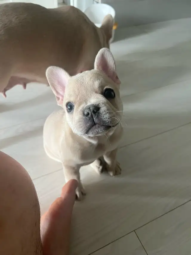 Cute French Bulldog Puppies for Sale! in Dogs & Puppies for Rehoming in City of Toronto - Image 5