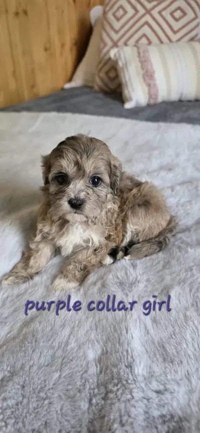 Shih Tzu/Poodle Puppies, View more