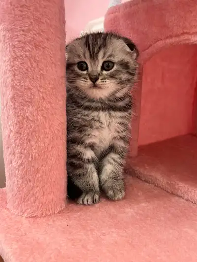 scottish fold kittens, View more