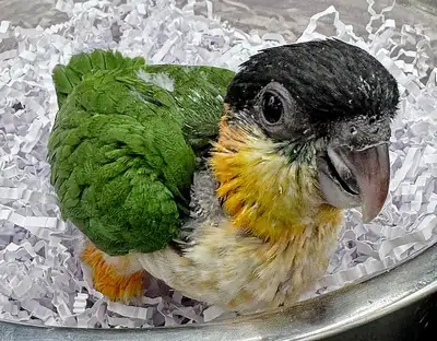 CAIQUE TÊTE NOIRE NOURRIS A LA MAIN, View more