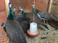 Yearling India blue peacock pairs