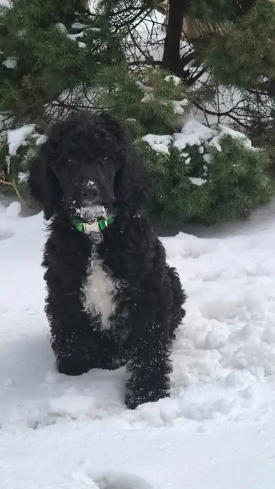 Standard Poodle Puppy - 10 Weeks - Vaccinated, View more