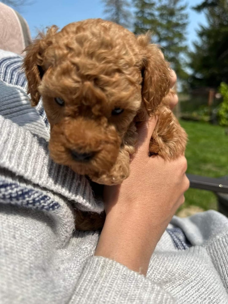 PUREBRED TOY/ MINI POODLE PUPS Dogs & Puppies for Rehoming