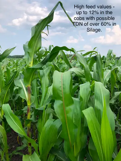 FOR SALE --CORN SEED FOR GRAZING AND SILAGE Lower Cost Alternative Approximately $33.00 per acre bas...