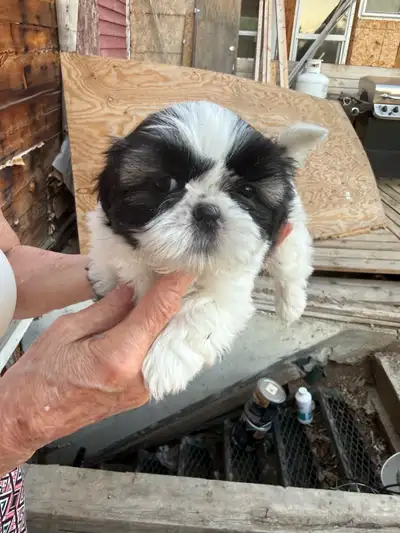 Pure Blood Shitzu puppies, View more