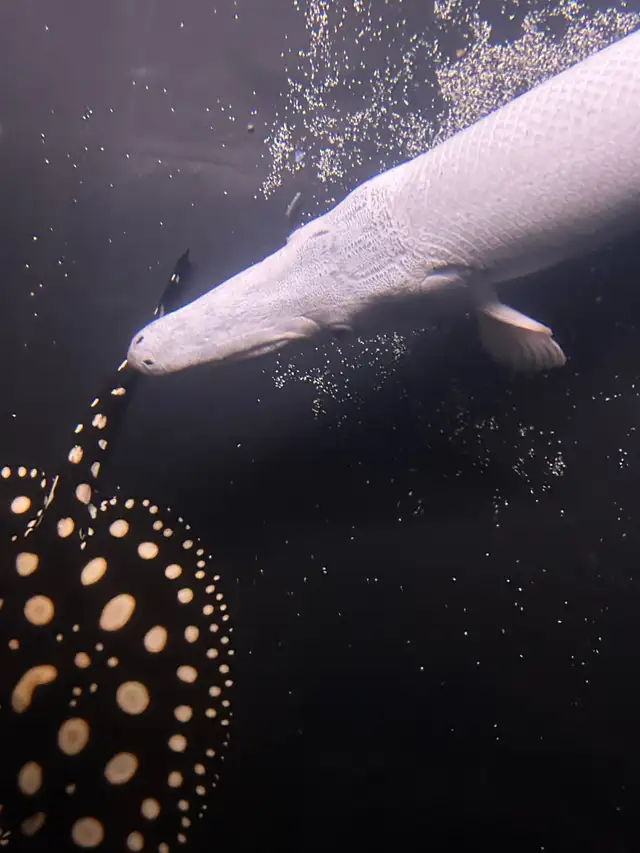 3FT alligator gar XXL in Fish for Rehoming in Oakville / Halton Region - Image 4