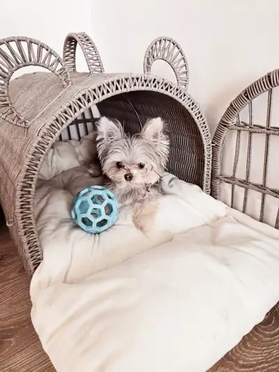 The CUTEST Chihuahua/Yorkie (Chorkie) for rehoming, View more