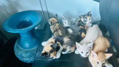 Adorable Domestic Shorthair Kittens Ready For Loving Homes FIRM, View more