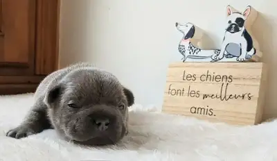 Exotic type french bulldog, View more