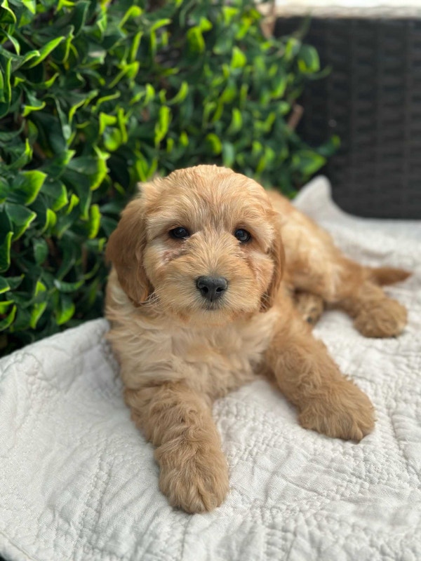 Adorable Mini Goldendoodle Puppies Looking For Loving Homes Dogs