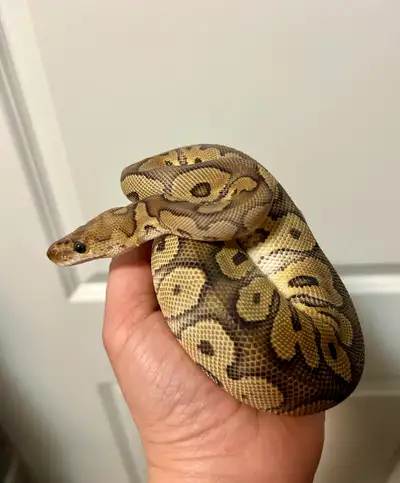 Please contact me if interested. Located in Mississauga.