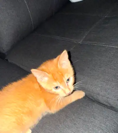 Chatton à vendre 100$, View more