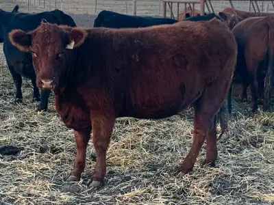 2 bred heifers for sale. 6000$ each. Would like to sell them together. Both are bred to black six mi...