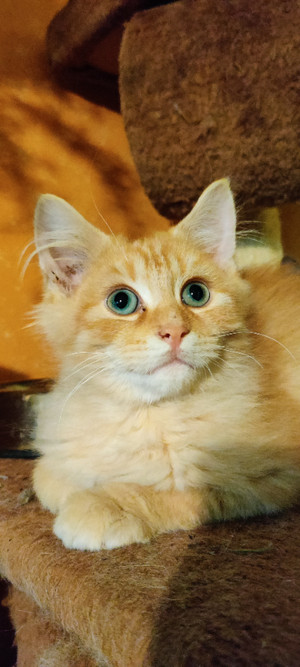 Adopt Cats & Kittens in Ottawa / Gatineau Area | Pets | Kijiji