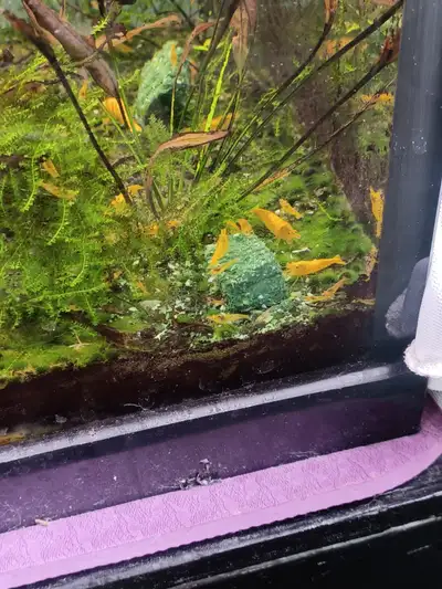 Orange neo shrimp $2 each, View more